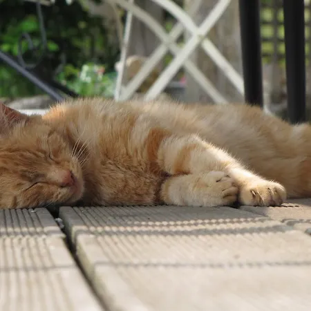 L'ecurie D'hotes 招待所 La Pommeraye (Calvados)