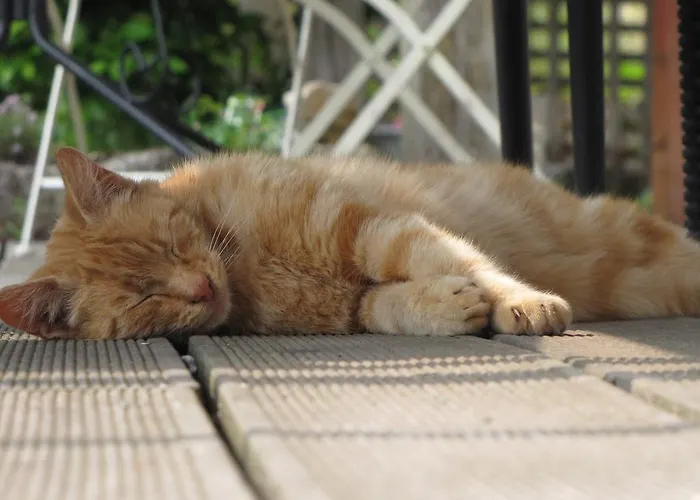 L'ecurie D'hotes Vendégház La Pommeraye